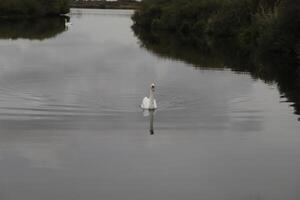 mute swan in a canal photo