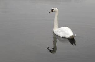 mute swan in a canal photo