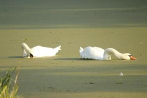 mute swan in a canal photo