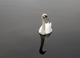 mute swan in a canal photo