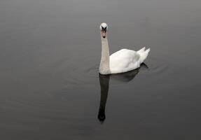 mute swan in a canal photo