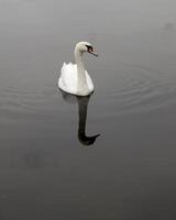 mute swan in a canal photo