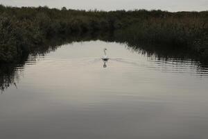 mute swan in a canal photo