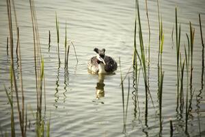 great crested grebe photo