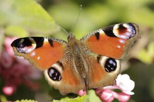 beautiful peacock butterfly photo