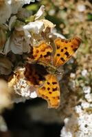 comma, comma butterfly photo