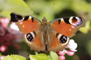 beautiful peacock butterfly photo