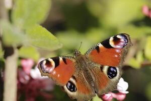 beautiful peacock butterfly photo