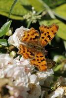 comma, comma butterfly photo
