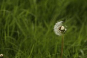 Dandelion seeds or fluffy photo