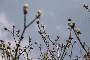 a tree with white flowers in the spring photo