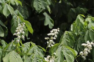 flores y hojas de un castaña foto