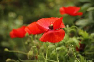 red poppy flowers in close up photo