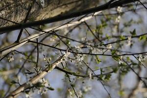 a tree with white flowers in the spring photo