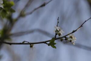 a tree with white flowers in the spring photo