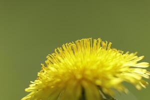 Dandelion colorful weeds in the grassland photo