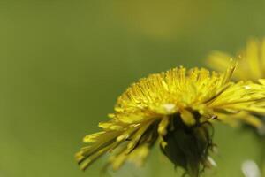 Dandelion colorful weeds in the grassland photo