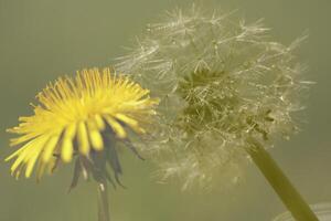 Dandelion colorful weeds in the grassland photo