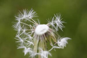 fluffy or seeds of the dandelion photo