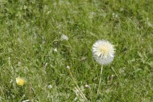 fluffy or seeds of the dandelion photo