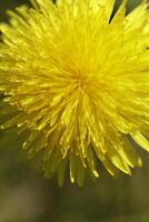 yellow dandelion flower a weed but also herbal medicine photo