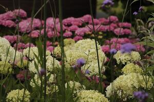 colorful flower border photo