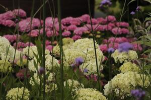 colorful flower border photo