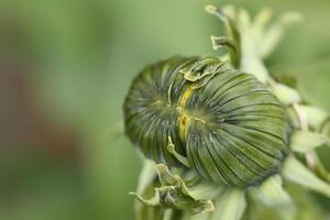 the flower bud of a yellow dandelion flower a weed but also herbal medicine photo