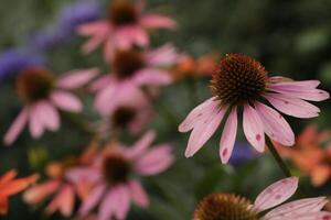 coneflower a beautiful pink flower photo