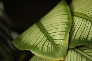 close up of leaves with 2 colors green photo