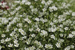 blanco Gypsophila con minúsculo flores foto