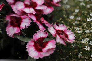 rosado blanco clavel flores foto