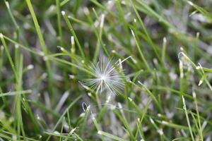 fluffy or seeds of the dandelion photo