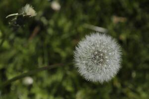 fluffy or seeds of the dandelion photo