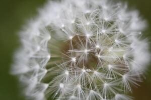 fluffy or seeds of the dandelion photo