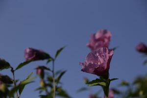 pink hibiscus against blue sky photo