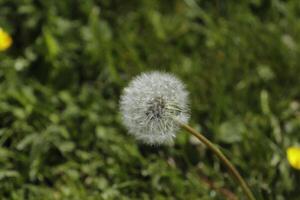 fluffy or seeds of the dandelion photo