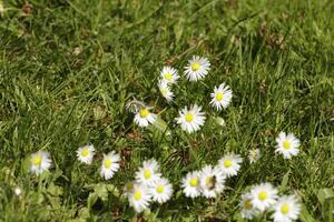 white daisy with a yellow heart growing in a grassland photo