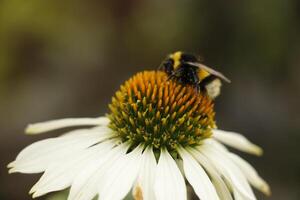 white coneflower with a honey bee photo