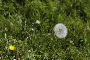 fluffy or seeds of the dandelion photo