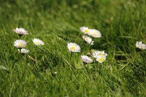 white daisy with a yellow heart growing in a grassland photo