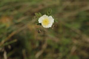 yellow white heather rose photo