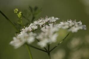 white flowers of the coriander photo