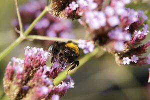 Honey bee drinks nectar from a flower photo