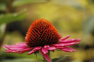 coneflower a beautiful pink flower photo