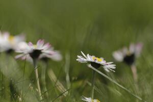 white daisy with a yellow heart photo