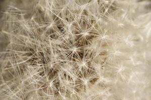 fluffy or seeds of the dandelion photo