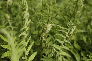 fresh leaves of a fern photo
