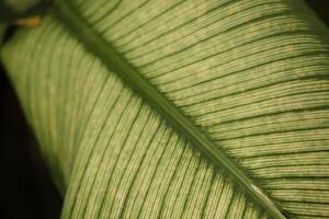 abstract of a two colored leaf photo