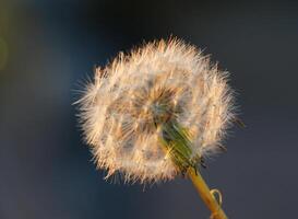 fluffy or seeds of the dandelion in the light of the sunset photo